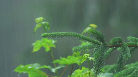 Rama-De-Abeto-Balanceándose-Bajo-Fuertes-Lluvias,-Arce-En-El-Fondo