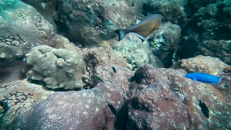 Wunderschöne-Tropische-Blaue-Fische-Gibt-Es-In-Diesem-Unglaublichen-Nahmakro-Tauchfilm-Im-Überfluss,-Der-über-Hirnkorallen-In-Thailand-Gleitet