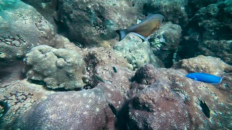 Beautiful-tropical-blue-fish-abound-in-this-incredible-near-macro-dive-film-gliding-over-brain-coral-in-Thailand