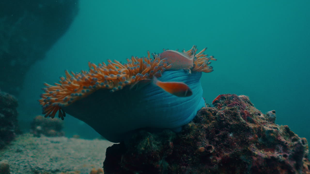 Clownfish and Anemone Underwater