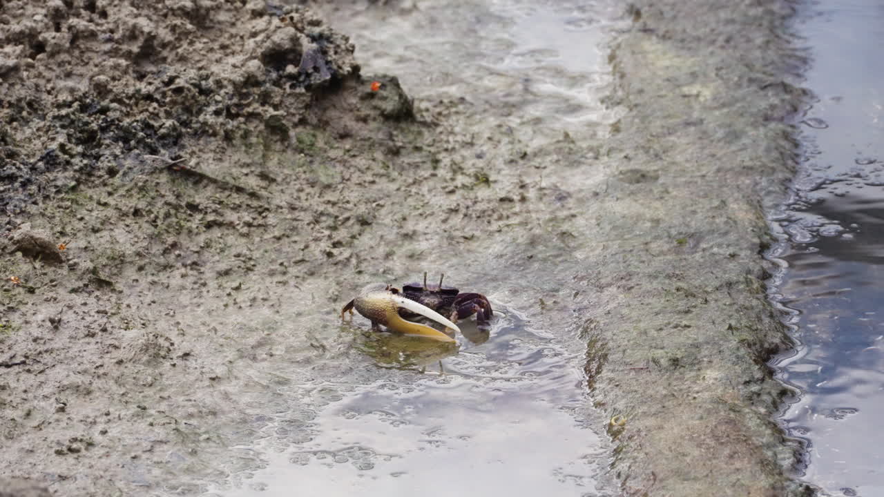 Small freshwater crab near pond, static view