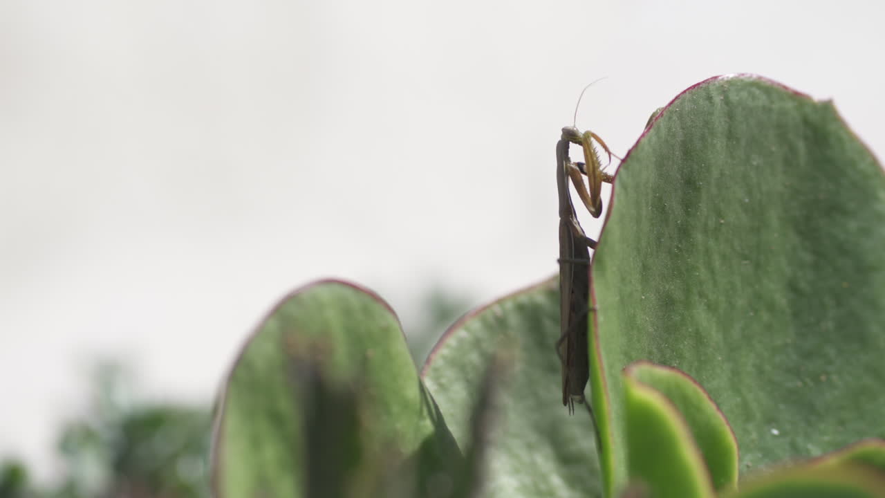 Mantis religiosa che si nasconde dietro la foglia di una pianta succulenta - Primo piano