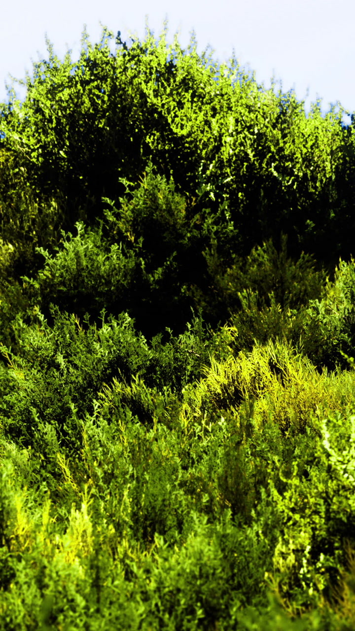 Vibrant green foliage dances in sunlight on a serene hillside setting