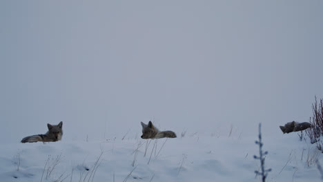 three coyotes rest in the snowy wilderness of alberta, canada on a cold winter day