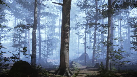 Panoramic-view-of-the-majestic-evergreen-forest-in-a-morning-fog