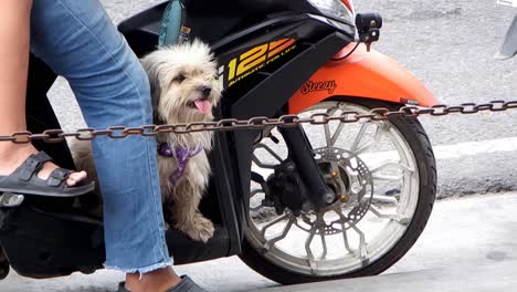 Llevar-Al-Perro-A-Bordo-De-Una-Motocicleta-Cuando-Va-A-La-Ciudad-Puede-Convertirse-En-Un-Peligro-Para-La-Seguridad