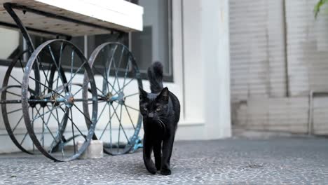 4k slow motion of black cat walking towords camera