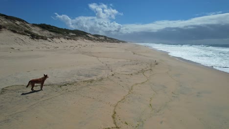 Perro-Dingo-Observando-Las-Olas-Del-Océano-Desde-La-Orilla-Arenosa-De-La-Playa-Mungo-En-Nueva-Gales-Del-Sur,-Australia