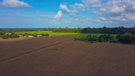 Sojabohnenfeld-In-Brasilien-Aus-Abgeholztem-Land