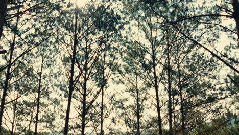 Pine Trees in a Forest