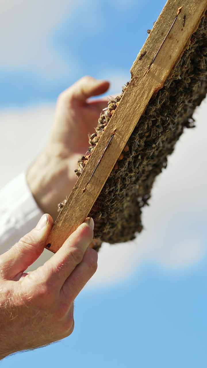 Frame with bees in beekeeper's hands. Apiarist examining bees on honeycombs on blue sky background. Side view. Beekeeping process. Vertical video