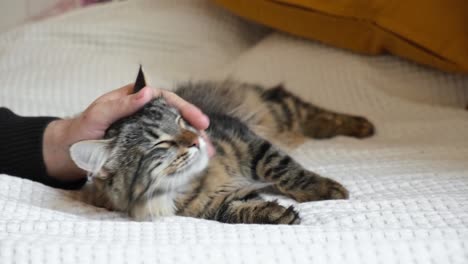 cerca de una mano masculina acariciando gato gris tabby. comodidad en el hogar. hombre acariciando lindo gato en la cabeza, que se encuentra en la cama. vida doméstica con mascota. fondo interior del dormitorio.