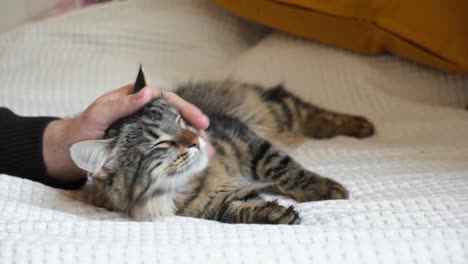 close up of a male hand stroking tabby gray cat. home comfort. man stroking cute cat on the head, which lies on the bed. domestic life with pet. bedroom interior background.