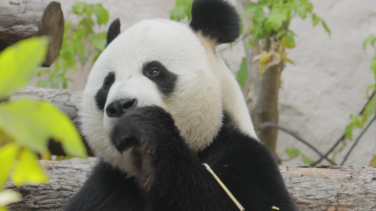 el panda gigante (ailuropoda melanoleuca) también conocido como el oso panda o simplemente el panda, es un oso nativo del sur de china central.