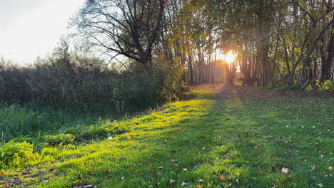 Viele-Mücken-Schwirren-Im-Sonnenlicht-Der-Untergehenden-Sonne