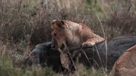 tracking shot of lions eating at a dead wildebeest carcass in tanzania