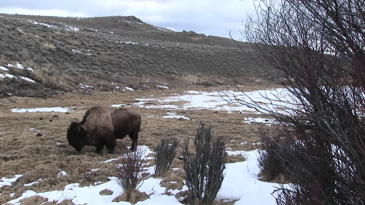 un bisonte solitario busca comida a principios de la primavera