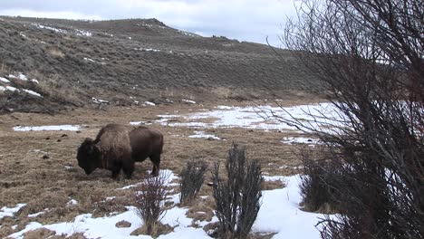 Ein-Einsamer-Bison-Sucht-Im-Zeitigen-Frühjahr-Nach-Nahrung