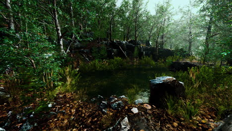 small-pond-in-the-forest-with-moss-covered-rocks