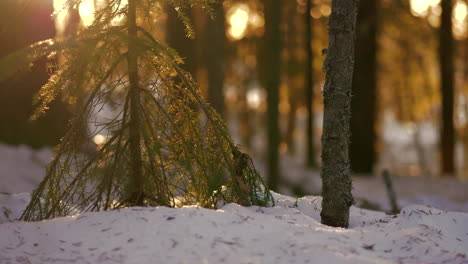 Terreno-Forestal-Cubierto-De-Nieve-Y-Pequeño-Pino-En-Hora-Dorada-Retroiluminada