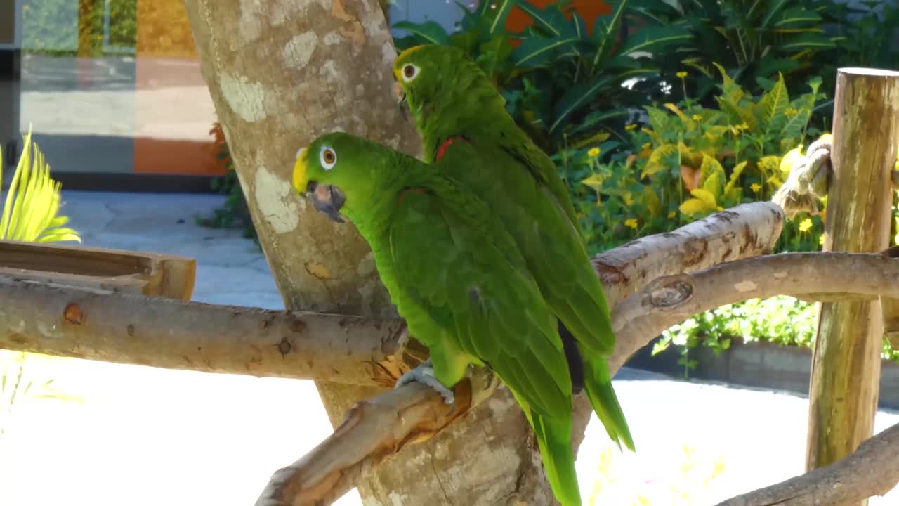 el loro amazónico de cabeza amarilla de panamá en la bahía de taino, puerto plata, república dominicana