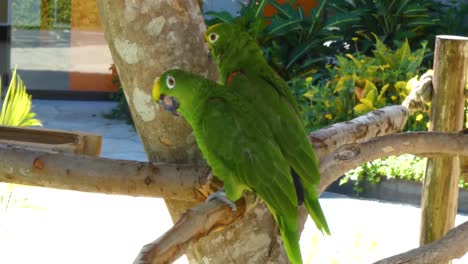 Panama-yellow-headed-amazon-parrot-in-Taino-Bay,-Puerto-Plata,-Dominican-Republic