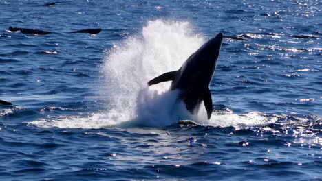 orcas jumping in the ocean