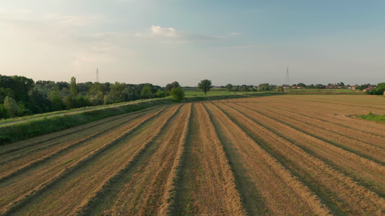 4K Drohnenaufnahme: Langsame, kinoreife Übersicht über ein symmetrisches Luzernefeld bei Sonnenuntergang