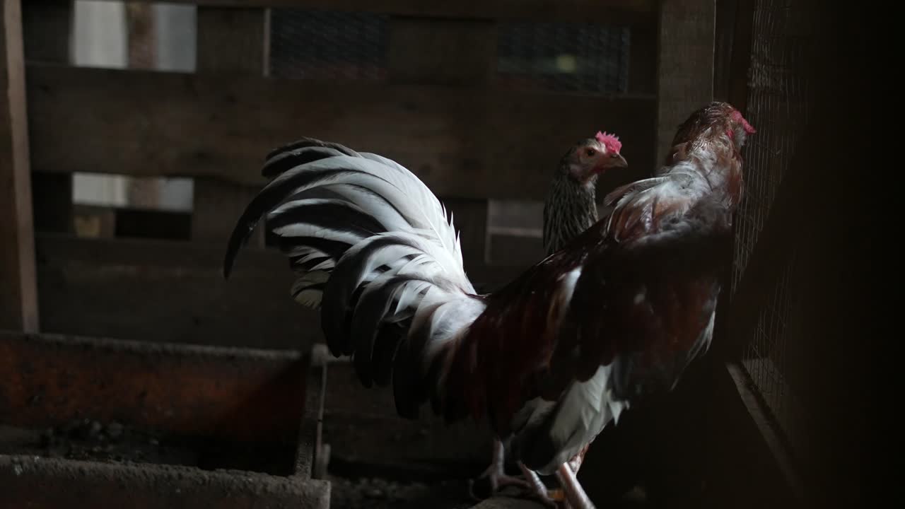 a rooster and hen inside a barnyard on the farm