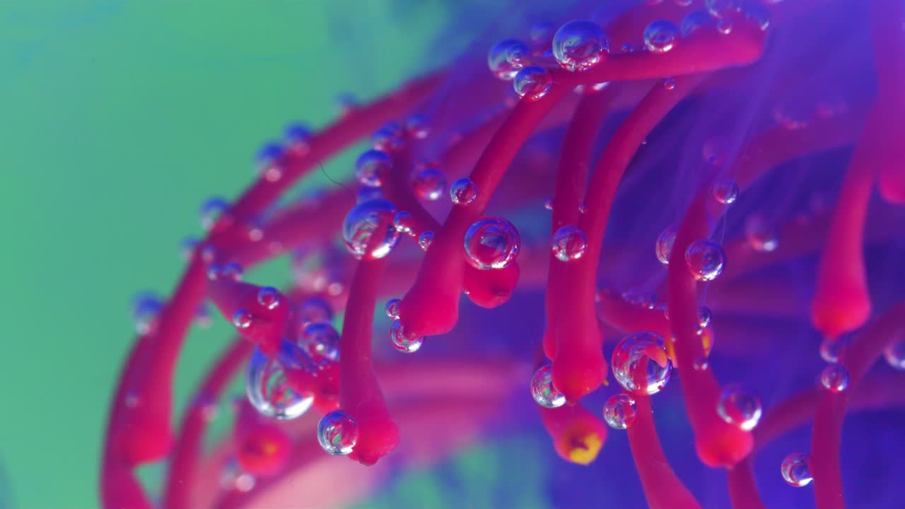 proteas de almohadilla vibrante bajo el agua