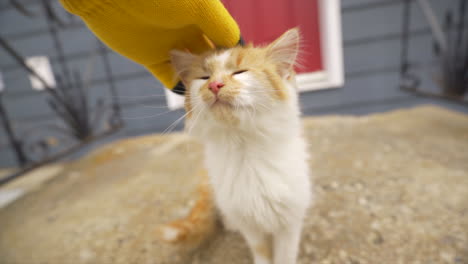 Acariciando-Pequeño-Gatito-Naranja-Y-Blanco