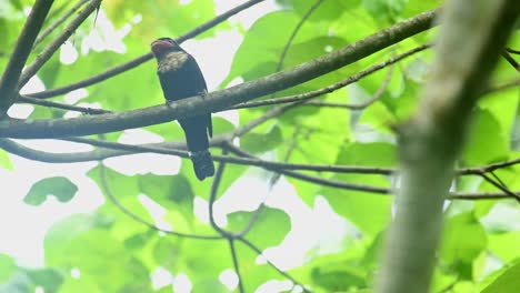 Broadbill-Oscuro,-Corydon-Sumatranus,-Patrimonio-Mundial-De-La-Unesco,-Parque-Nacional-Kaeng-Krachan,-Tailandia