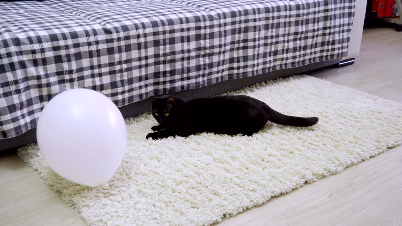 animales domésticos. un gato negro jugando con un globo blanco. 4k
