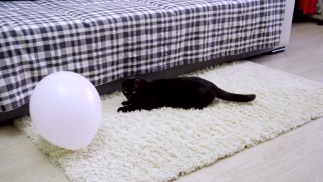 domestic animals. one black cat playing with a white balloon. 4k