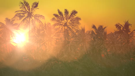 Panoramic-view-of-tropical-landscape-with-palm-trees-and-sunset-15