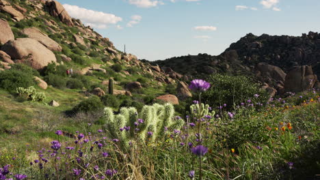 Young-fit-couple-hiking-on-a-desert-rocky-mountain-trail-outside-Phoenix,-Arizona-during-superbloom-season-in-spring