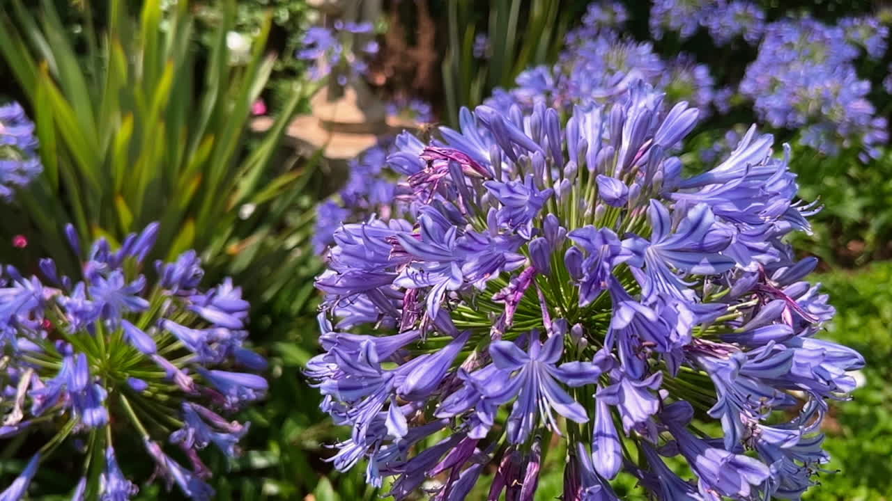 Close-up of a bee collecting nectar on a purple agapanthus flower cluster in a sunny gard