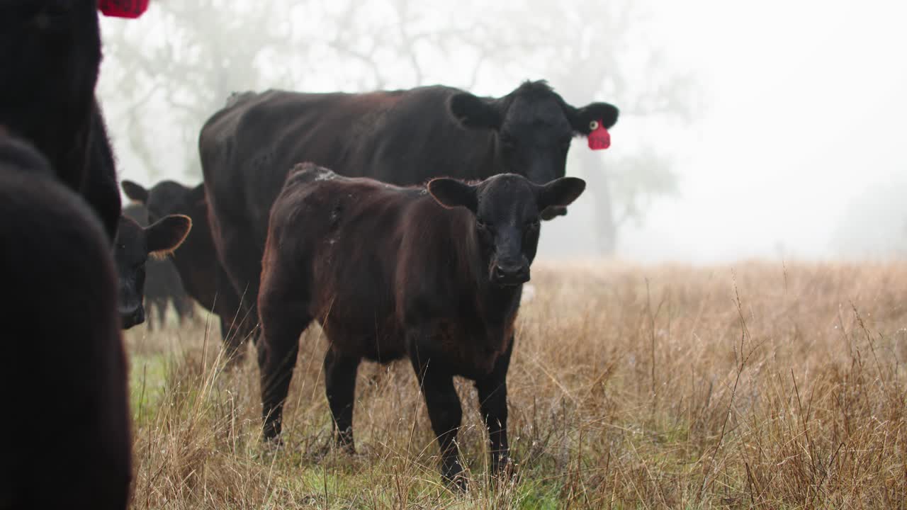 joven ternero de angus negro con vacas vaqueras en campo abierto