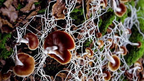 mycelial network and mushrooms on forest floor