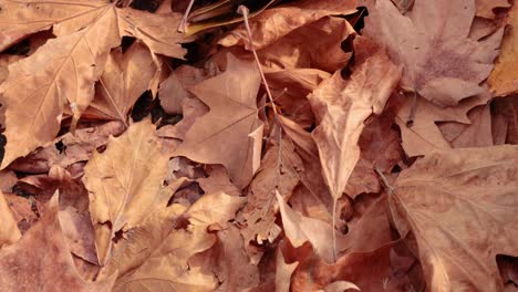 fallen maple leaves covering the ground