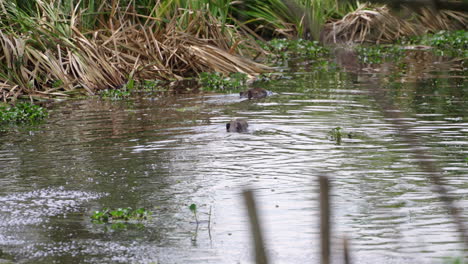 capybara calmly swims across a wetland full of water plants and grass on a quiet day in nature