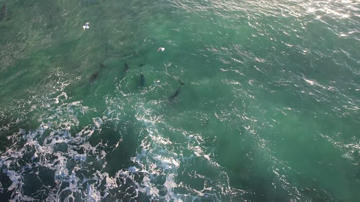 Bottlenose Dolphins Hunting Fish At Broken Head NSW - Byron Region - Australia
