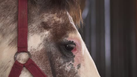 slow motion closeup of a horse in a stable