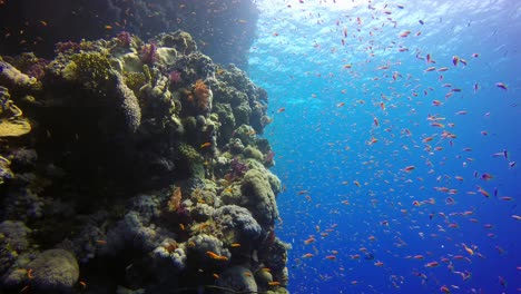 coral reef drop off in the red sea with orange reef fishes wide angle shot