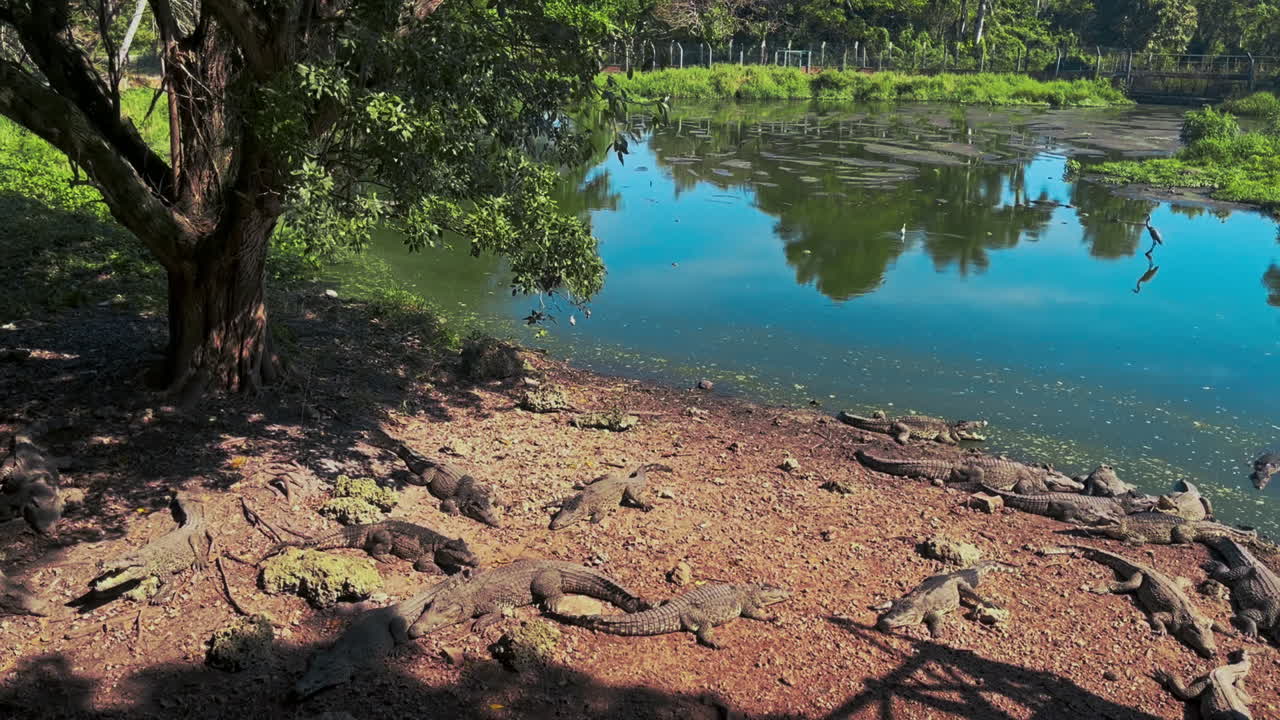 Crocodiles resting by a lake