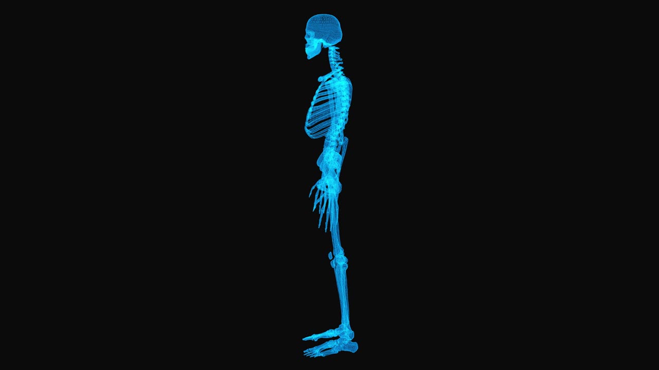Realistic wireframe skeleton. Body x-ray concept. Loop rotation on black background.