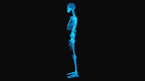 realistic wireframe skeleton. body x-ray concept. loop rotation on black background.
