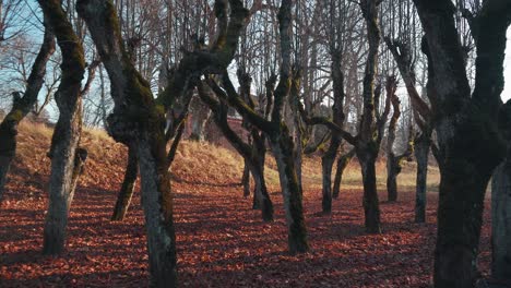 Old-Linden-Alley,-Katvaru-Manor-Park,-Latvia-Looks-So-Ghostly-Spoky-Like-Fairy-Tales