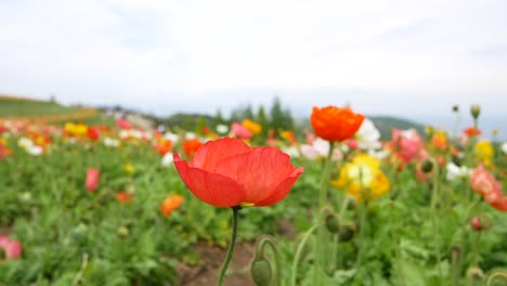 Jardín-De-Flores-En-La-Montaña