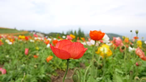 jardín de flores en la montaña